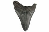 3.19" Fossil Megalodon Tooth - South Carolina - #195958-1